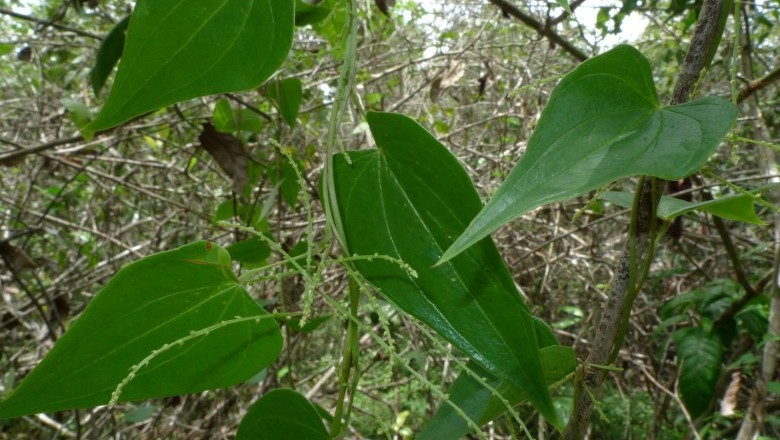 Cây Từ Poilane. Dioscorea poilanei Prain et Burk - Cây Thuốc Nam Quanh Ta